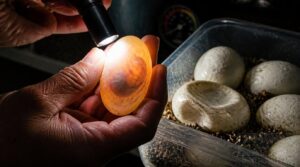 check egg viability and get help check egg viability and get help