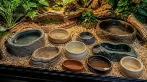 choosing the right corn snake bowl choosing the right corn snake bowl