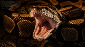 clicking, gurgling, or whistling clicking, gurgling, or whistling
