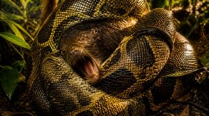constriction and prey capture constriction and prey capture