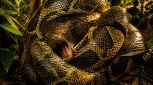constriction and prey capture constriction and prey capture
