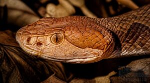 copper-colored head and facial pits copper-colored head and facial pits