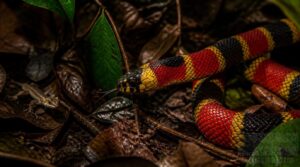 coral snake behavior, diet, and lifespan coral snake behavior, diet, and lifespan