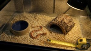 corn snake hatchling dimensions corn snake hatchling dimensions