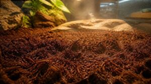 cypress mulch: moisture retention cypress mulch: moisture retention