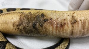 discolored, damaged, or raised scales discolored, damaged, or raised scales