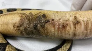 discolored, damaged, or raised scales discolored, damaged, or raised scales