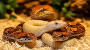 dominant and recessive traits dominant and recessive traits