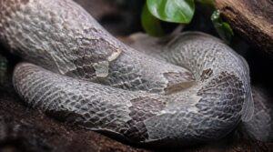 dull or rough scales dull or rough scales