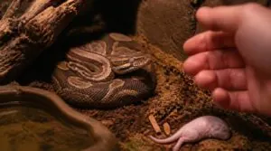 early behavioral signs your snake is sick early behavioral signs your snake is sick