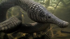 elephant trunk snake skin elephant trunk snake skin