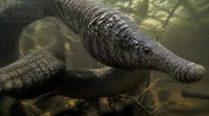 elephant trunk snake skin elephant trunk snake skin