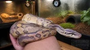 ethical and healthy morph breeding ethical and healthy morph breeding