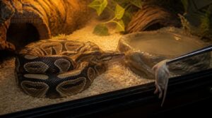 feed and hydrate your ball python feed and hydrate your ball python