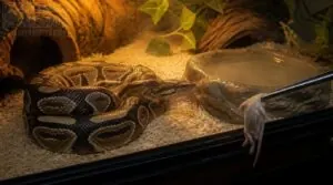 feed and hydrate your ball python feed and hydrate your ball python