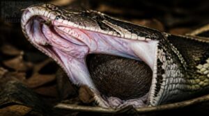 flexible jaws and ligaments flexible jaws and ligaments
