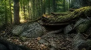 forests and woodlands forests and woodlands