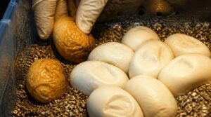 handle slugs and abnormal eggs handle slugs and abnormal eggs