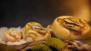 hatchling-to-adult color changes hatchling-to-adult color changes