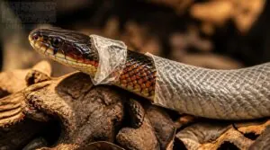 head-to-tail shed progression head-to-tail shed progression