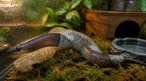 health, shedding, and choosing a sunbeam snake health, shedding, and choosing a sunbeam snake