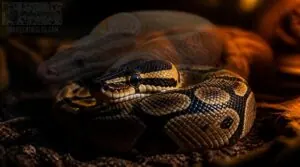 het ball pythons and hidden genetics het ball pythons and hidden genetics