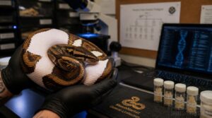 how breeders confirm piebald genetics how breeders confirm piebald genetics