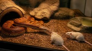 how do you feed two mice safely how do you feed two mice safely
