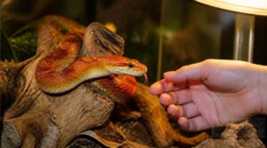 how often do corn snakes bite how often do corn snakes bite