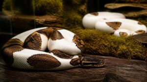 how piebald genetics affect appearance how piebald genetics affect appearance