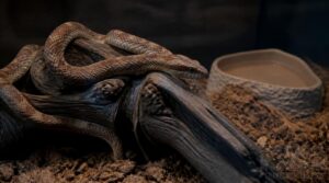 how prolonged fasting affects corn snakes how prolonged fasting affects corn snakes