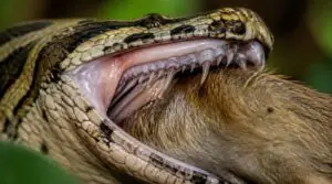 how python teeth help with swallowing how python teeth help with swallowing