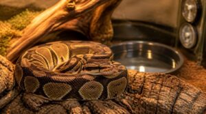 how to care for a pet snake how to care for a pet snake