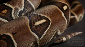 how to identify boa morphs how to identify boa morphs