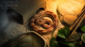 how to prevent your snake from eating itself how to prevent your snake from eating itself