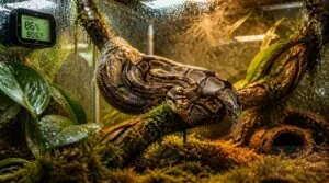 how to raise humidity in the enclosure how to raise humidity in the enclosure
