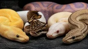 identifying common visual morphs identifying common visual morphs