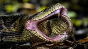 independent lower jaw movement independent lower jaw movement