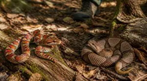 juveniles, look-alikes, and safe encounters juveniles, look-alikes, and safe encounters
