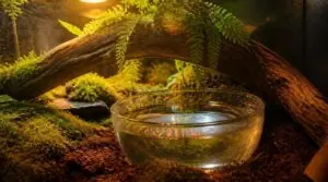 keep the water bowl clean keep the water bowl clean