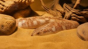kenyan sand boa: calmly compact kenyan sand boa: calmly compact