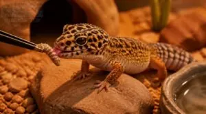 leopard gecko feeding schedule leopard gecko feeding schedule