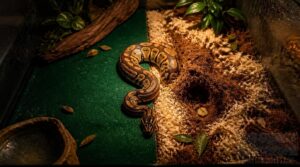 liners versus loose snake bedding liners versus loose snake bedding