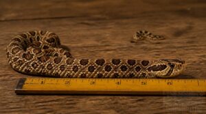 males resemble standard rulers males resemble standard rulers
