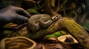 manage feeding, handling, health, and breeding manage feeding, handling, health, and breeding