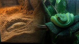 match substrate to snake behavior match substrate to snake behavior