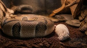 matching prey to body width matching prey to body width