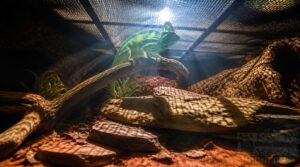 mesh lids and uvb blockage mesh lids and uvb blockage