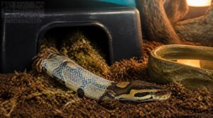 offer a humid hide offer a humid hide