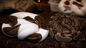 pied × het pied pied × het pied